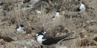 Rândunica de mare Sooty (Sterna fuscata), o pasăre parțial migratoare