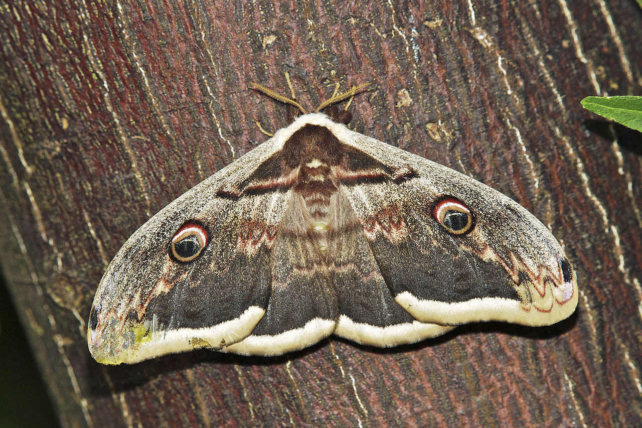 Saturnia pyri