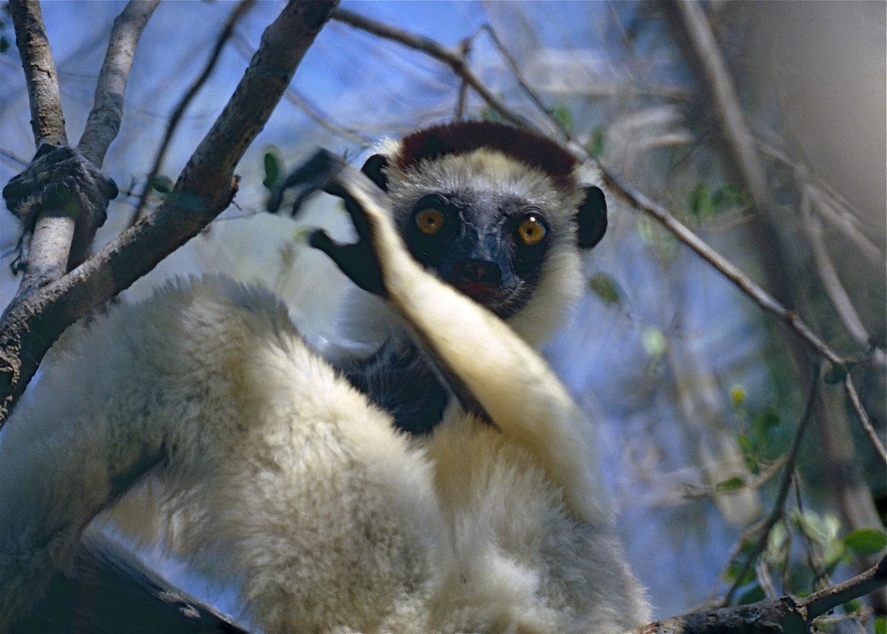 Sifaka lui Verreaux