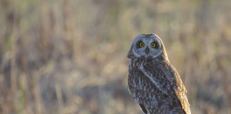 Specii de bufnițe - Ciuful de camp (Asio flammeus)