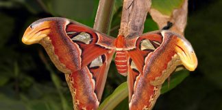 Specii de fluturi saturnide, cele mai mari molii