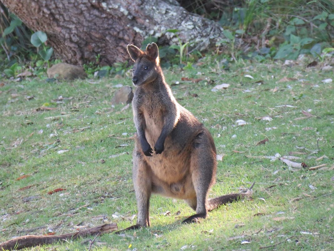 Specii de marsupiale – Wallabi bicolor (Wallabia bicolor)