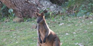 Specii de marsupiale – Wallabi bicolor (Wallabia bicolor)