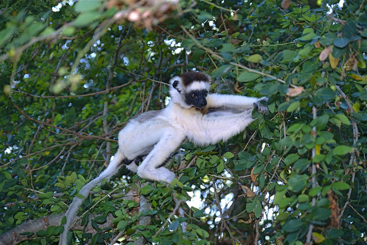 Specii de prosimieni – Sifaka lui Verreaux (Propithecus verreauxi)