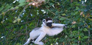 Specii de prosimieni – Sifaka lui Verreaux (Propithecus verreauxi)