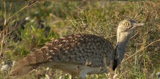 Specii de păsări - Dropia haubara (Chlamydotis undulata)