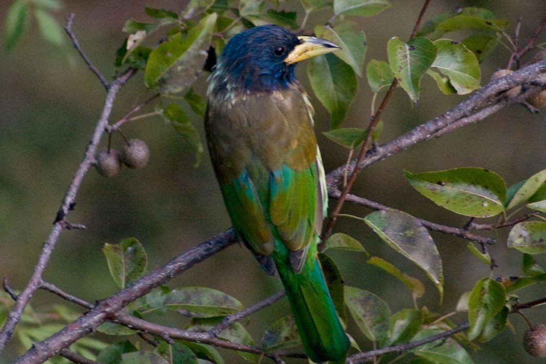 Specii de păsări arborescente – Marele barbet (Megalaima virens)