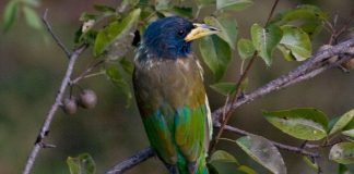 Specii de păsări arborescente – Marele barbet (Megalaima virens)