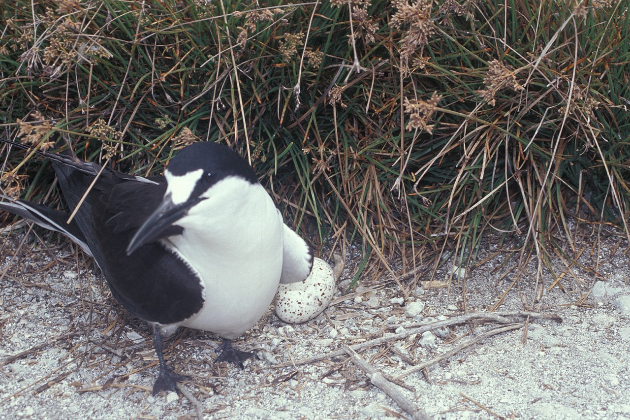Sterna fuscata