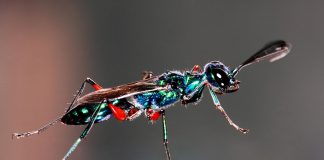 Top 10 cei mai periculoși paraziți