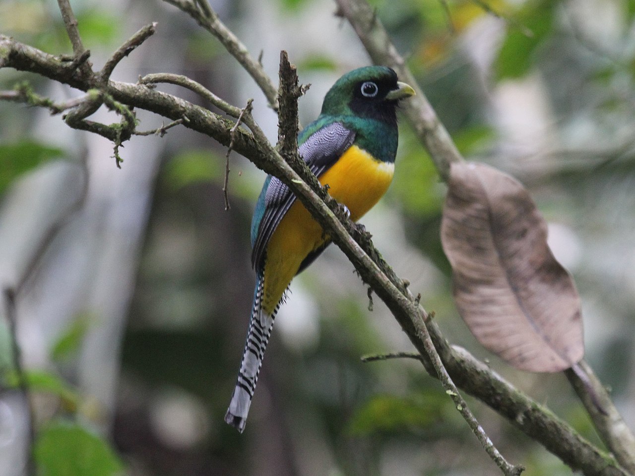 Trogonul violaceu (Trogon violaceus), o specie ce trăiește în pădurile tropicale