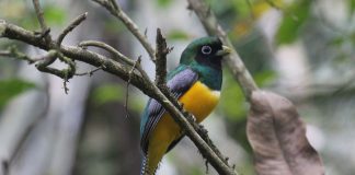 Trogonul violaceu (Trogon violaceus), o specie ce trăiește în pădurile tropicale