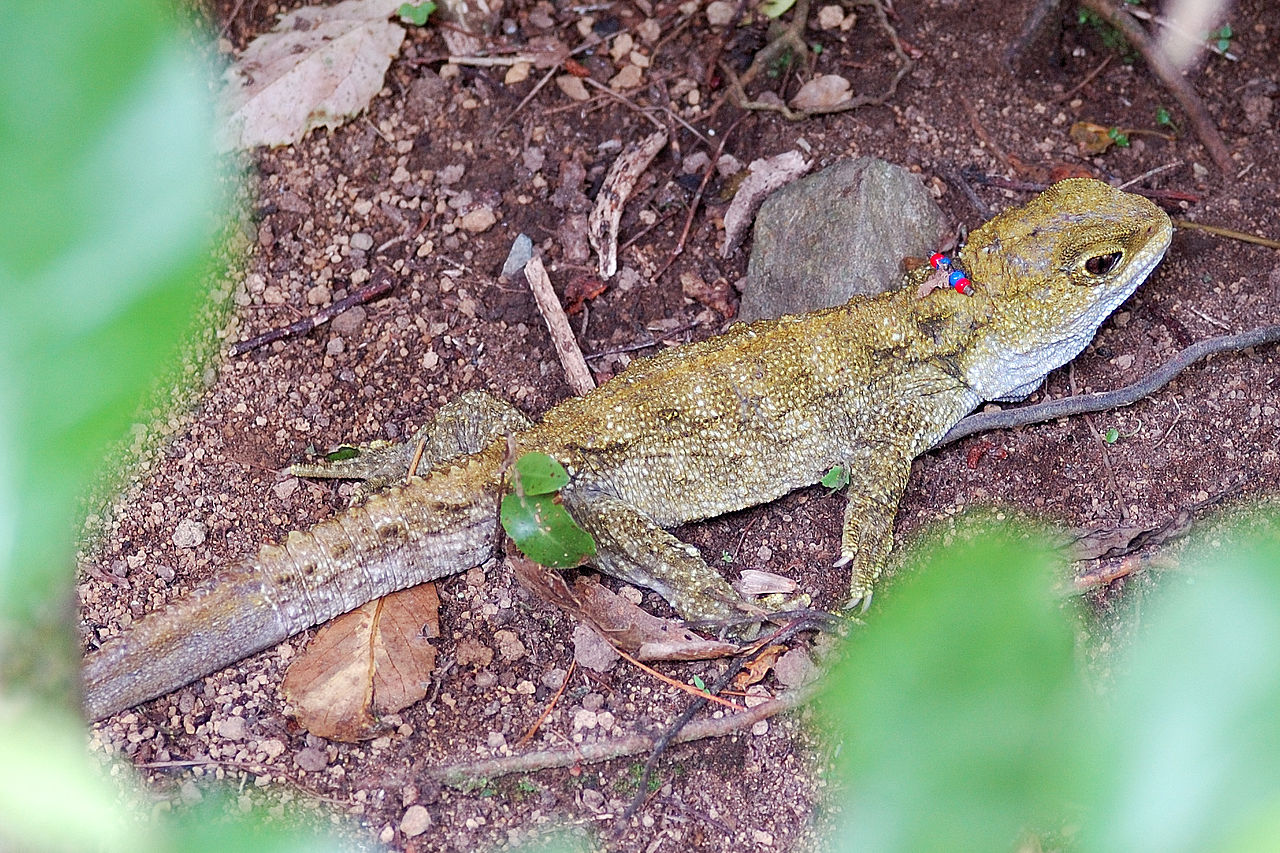 Tuatara