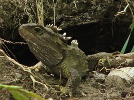 Tuatara (Sphenodon punctatus), o reptilă ce trăiește in Noua Zeelandă