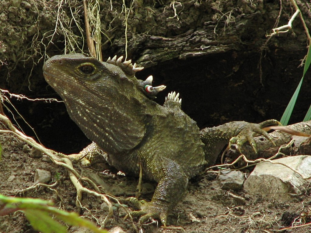 Tuatara (Sphenodon punctatus), o reptilă ce trăiește in Noua Zeelandă