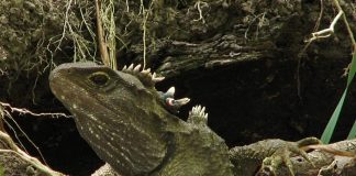 Tuatara (Sphenodon punctatus), o reptilă ce trăiește in Noua Zeelandă