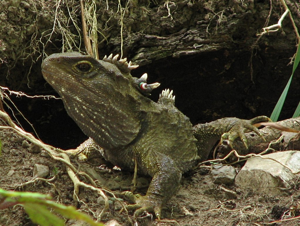 Tuatara (Sphenodon punctatus), o reptilă ce trăiește in Noua Zeelandă Tuatara (Sphenodon punctatus), o reptilă ce trăiește in Noua Zeelandă