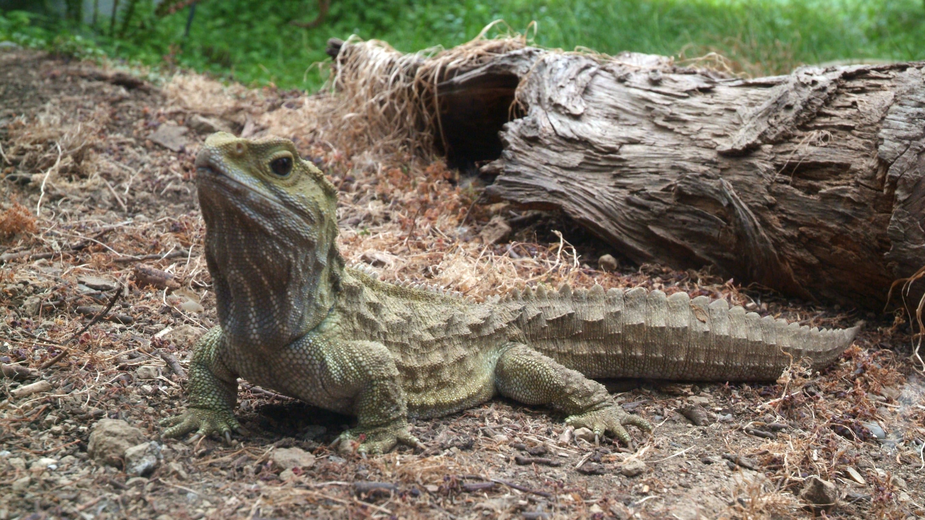 Tuatara, Foto: genesispark.com