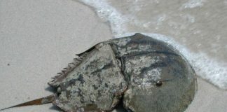 Viețuitoare marine - Crabi-potcoavă sau crabi-imperiali