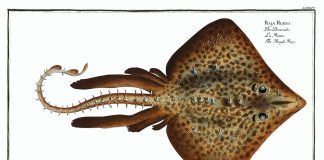 Vulpea de mare comună (Raja batis), vezi video