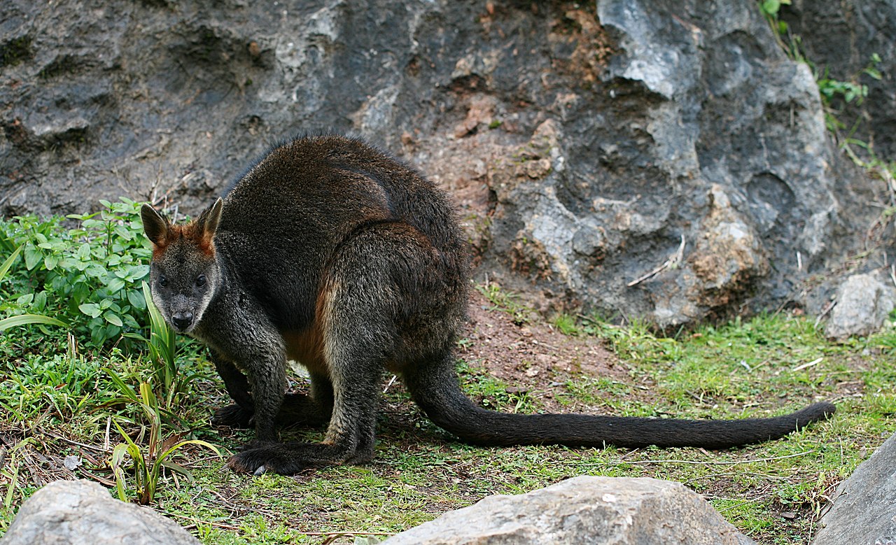 Wallabi bicolor