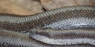 Șarpele Boa trandafiriu (Charina trivirgata), trăiește în deșert