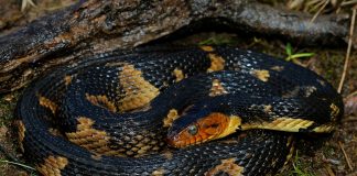 Șarpele de apă sudic (Nerodia fasciata) vânează broaște și pești