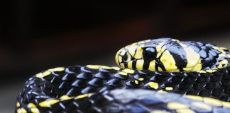 Șarpele-șobolan tigru (Spilotes pullatus), cel mai frumos din America de Sud