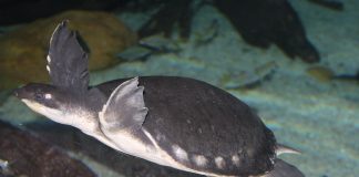 Țestoasa de râu cu rât de porc (Carettochelys insculpta) trăiește în apele dulci