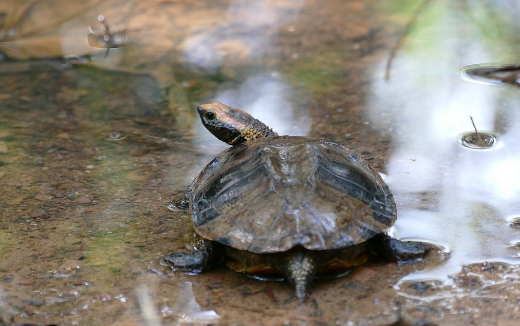 Țestoasă cu gâtul răsucit (Platemys platycephala) sau țestoasa cu capul plat Țestoasă cu gâtul răsucit (Platemys platycephala) sau țestoasa cu capul plat
