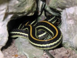 Șarpele-panglică vestic (Thamnophis proximus) trăiește pe valea Fluviului Mississippi