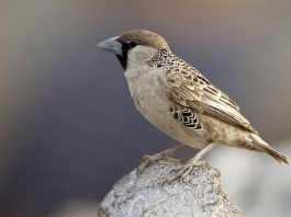 Țesătorul sociabil (Philetairus socius), păsări cu cel mai mare cuib din lume