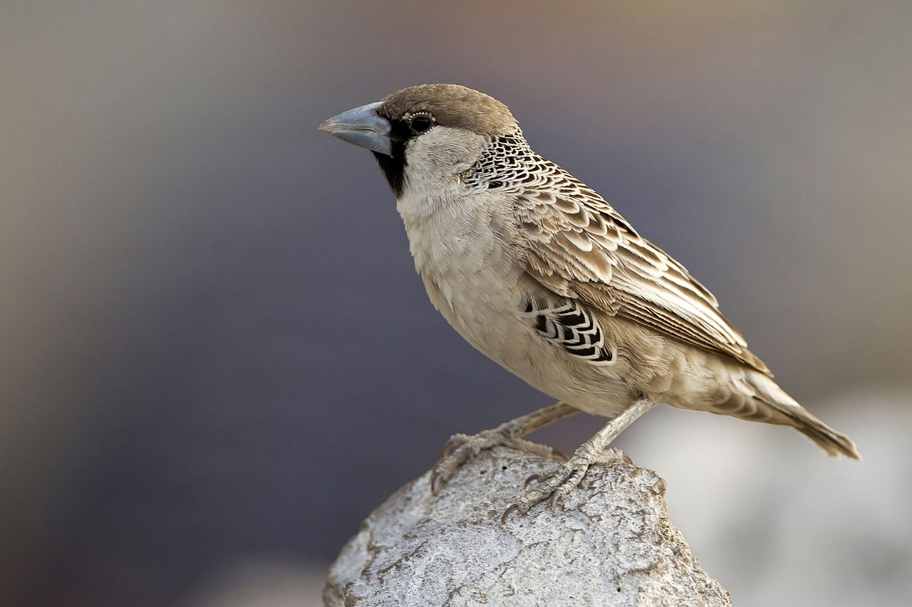 Țesătorul sociabil (Philetairus socius), păsări cu cel mai mare cuib din lume