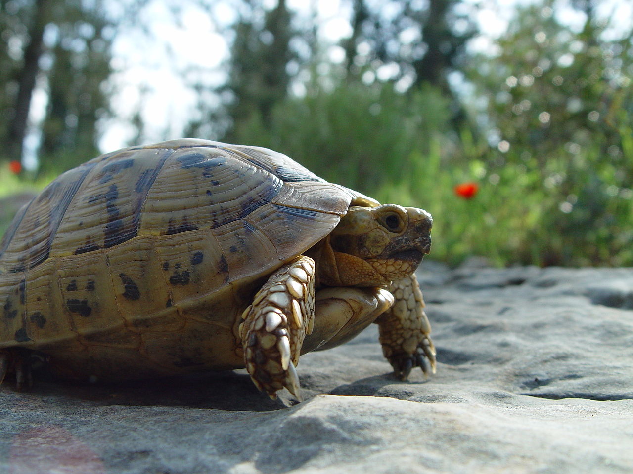 Țestoasă cu pinteni (Testudo graeca) din insulele Mării Mediterane