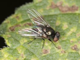 Agromizide - Muște din ordinul Diptera