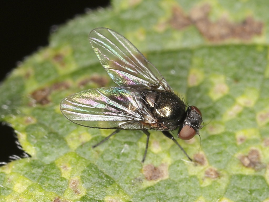 Agromizide - Muște din ordinul Diptera