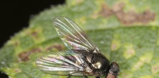 Agromizide - Muște din ordinul Diptera