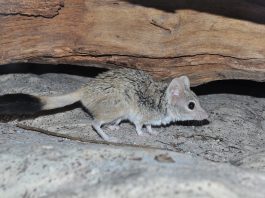 Animale carnivore marsupiale – Kowari (Dasycercus byrnei)