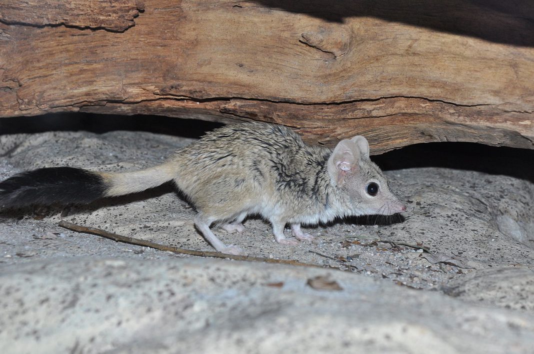 Animale carnivore marsupiale – Kowari (Dasycercus byrnei)