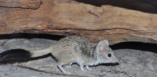 Animale carnivore marsupiale – Kowari (Dasycercus byrnei)