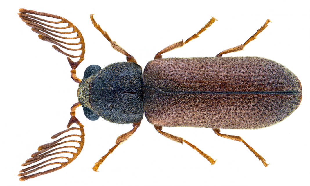 Anobiide - Cărăbuși care distrug mobilierul din lemn