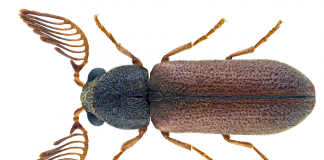 Anobiide - Cărăbuși care distrug mobilierul din lemn