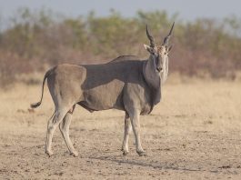 Antilopa-elan (Taurotragus oryx), cea mai mare antilopă din Africa