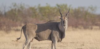 Antilopa-elan (Taurotragus oryx), cea mai mare antilopă din Africa