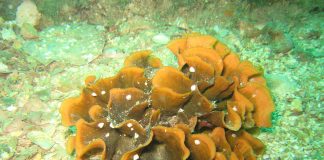 Briozoare, viețuitoare marine care trăiesc în colonii