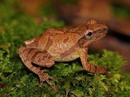 Broasca Pseudacris crucifer din estul Americii de Nord