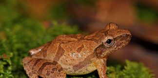 Broasca Pseudacris crucifer din estul Americii de Nord