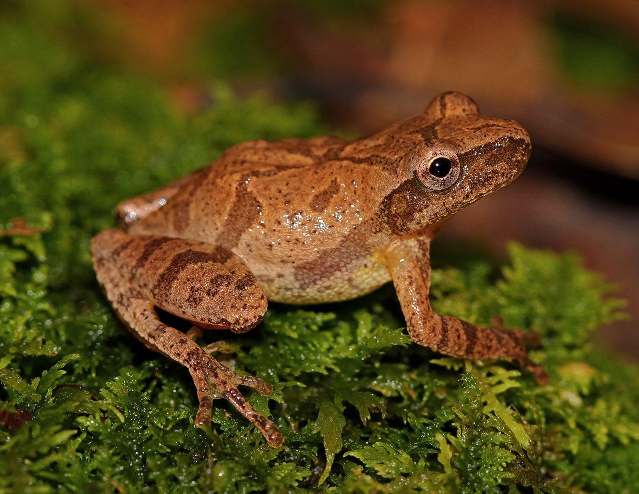 Broasca Pseudacris crucifer din estul Americii de Nord