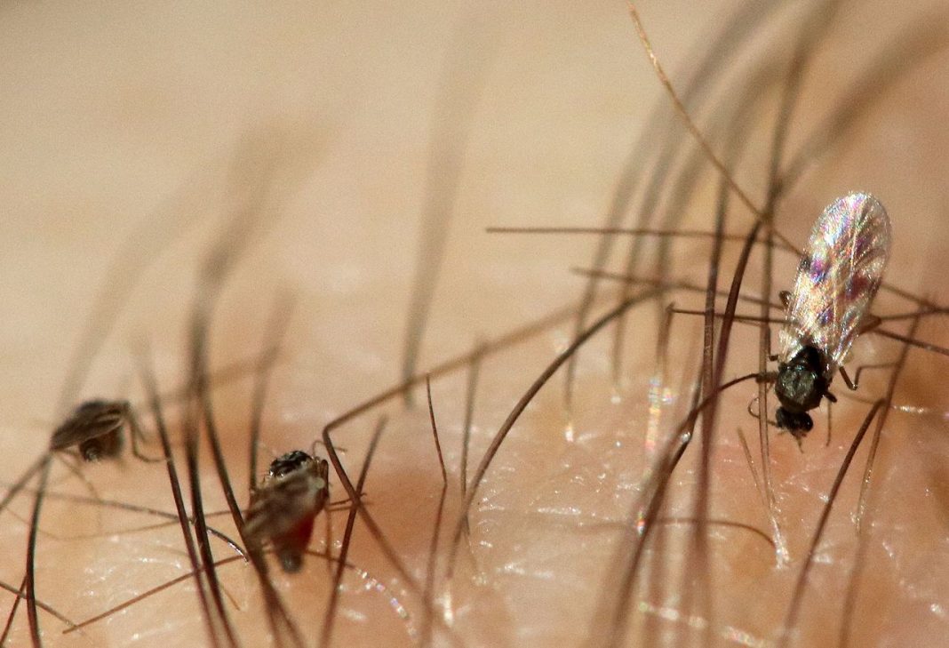 Ceratopogonide, musculițe mici care se hrănesc cu sânge