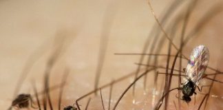 Ceratopogonide, musculițe mici care se hrănesc cu sânge